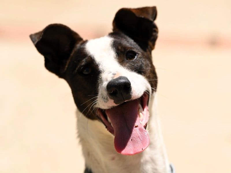 Chaplin geb. 04/2024 (ESP) - charmanter, verspielter und geselliger Bodeguero-Podenco-Mix!