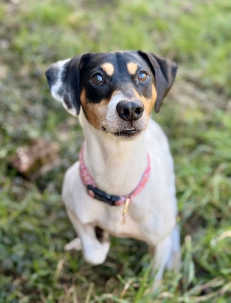 Luna - Sensible Begleiterin sucht Zuhause im Doppelpack