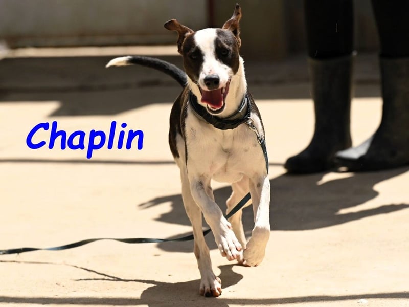 Chaplin geb. 04/2024 (ESP) - charmanter, verspielter und geselliger Bodeguero-Podenco-Mix!