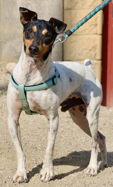 Rocky, offen, freundlich und neugierig