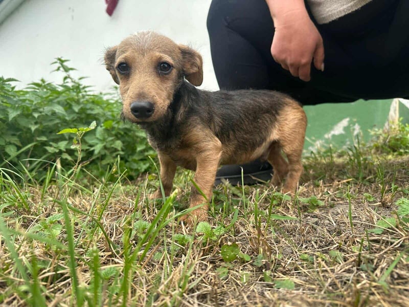 Soma, geboren 02.07.2025, 24cm sucht sein Zuhause