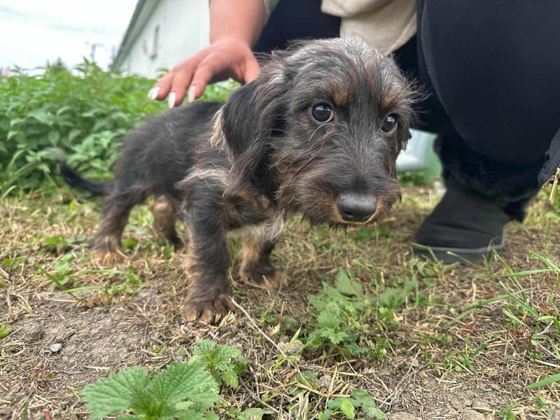 Smockie, geboren 02.07.2025, 24cm sucht sein Körbchen