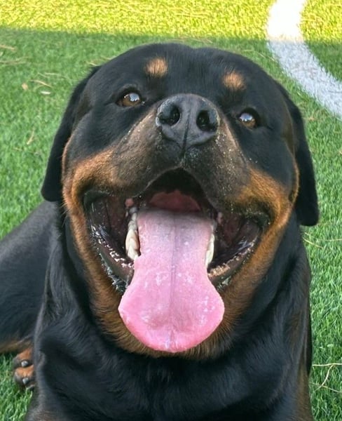 Rocky,  gut gebaute, sonnige Frohnatur