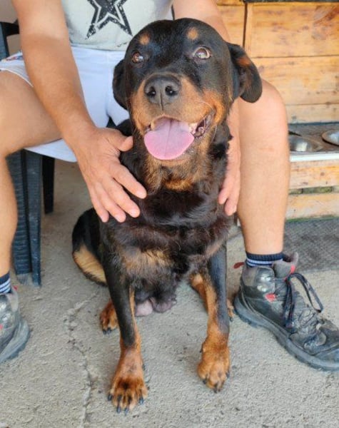 Rottweiler-Lady ♥Lala♥ eine liebevolle Hündin auf Körbchensuche