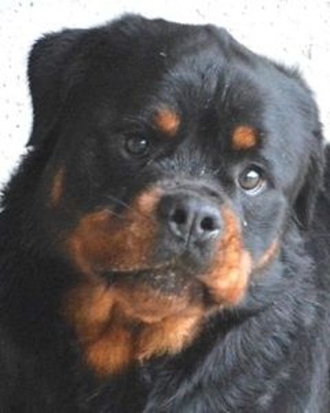 Anoop - Nichts, absolut nichts...