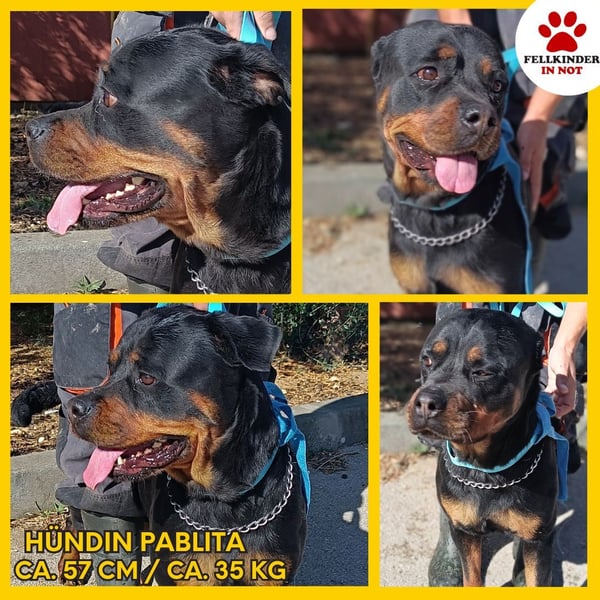 Rottweiler Hündin Pablita sucht ein Zuhause