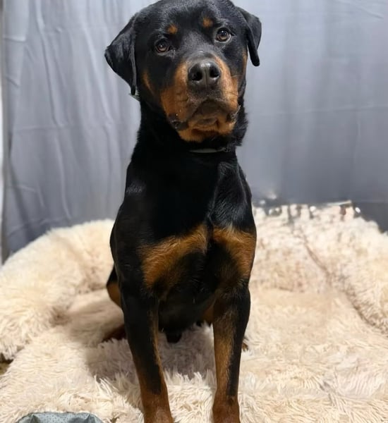 RUSTY (Rotring) -Wunderschöner Rottweiler Bub sucht sein Happy End!