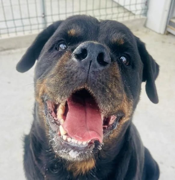 Jessy - liebe, sanfte Rottweiler-Hündin sucht Familie!