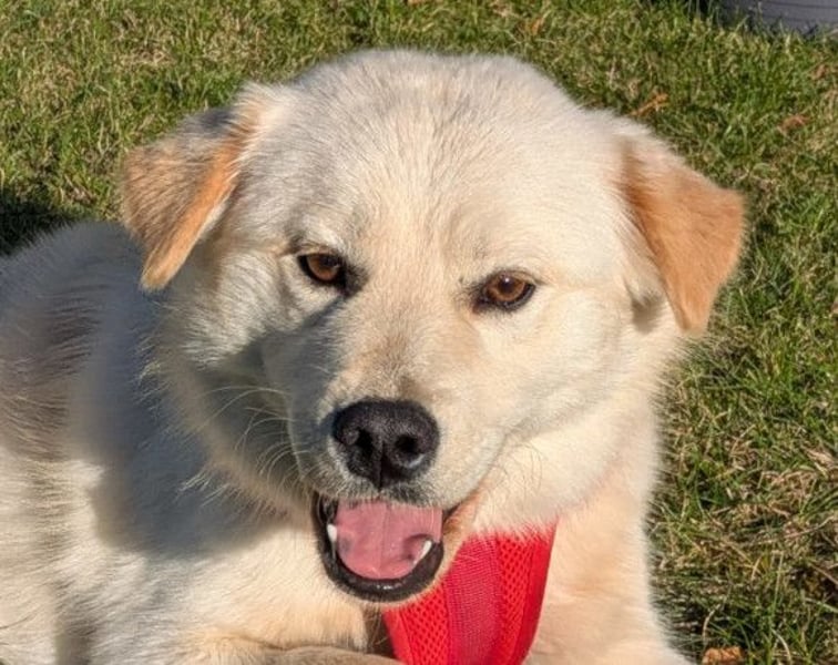 Cindy ❤️ wartet in 12529 Schönefeld