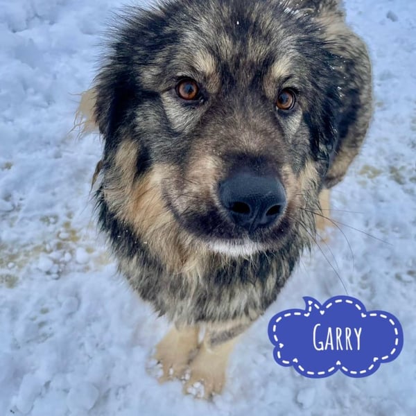 Garry ein treudoffer gutmütiger Hundebub