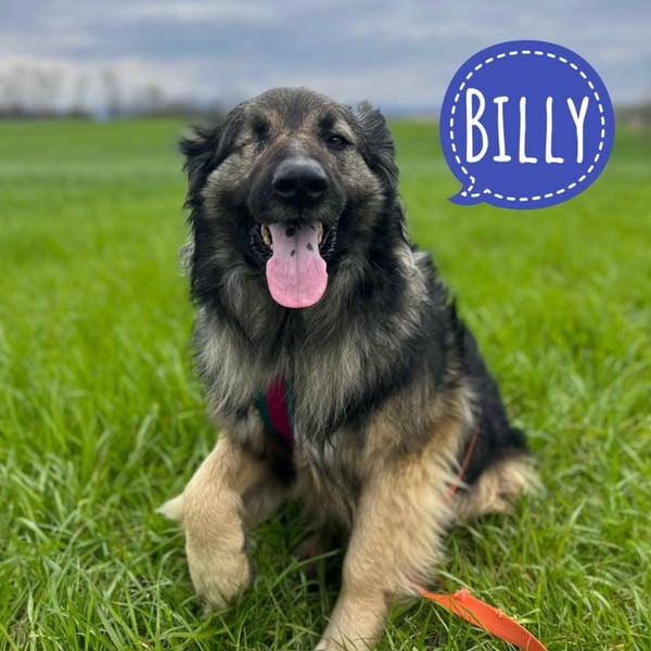 Billy braucht ein Zuhause