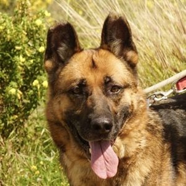Max (Spanien) - der Schäferhund