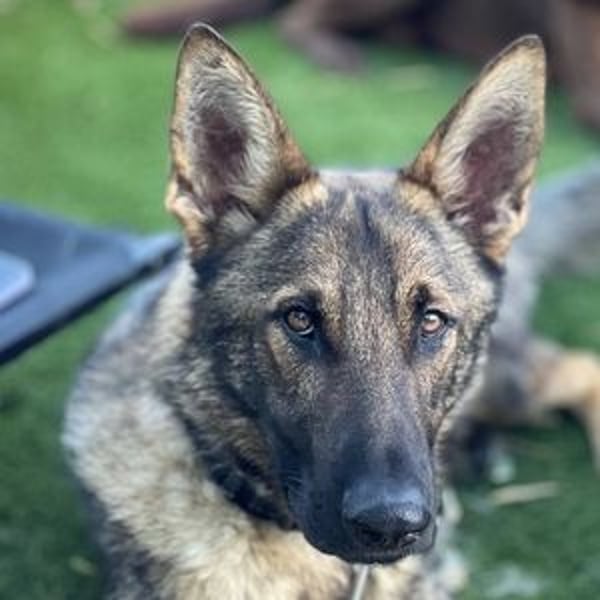 Dante (Spanien) - ein Schäferhund wie aus dem Bilderbuch