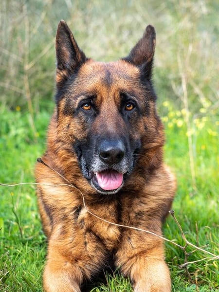 Bentley – intelligenter Schäferhund mit Power und Herz