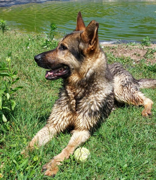 Bonzo möchte zu jemandem gehören...