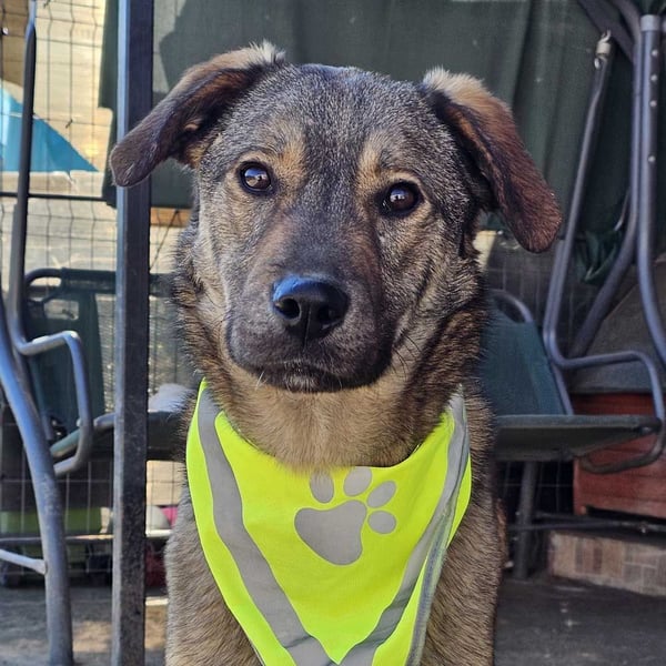 THOR-verspielter, energiegeladener, alberner Hundebub sucht sehnsüchtig sein Zuhause