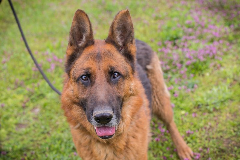 SANCHO - hundeerfahrene Menschen gesucht, die diesen tollen Rüden führen und leiten können!