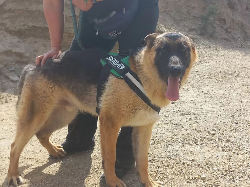 Harry, freundlich, neugierig und "arbeitswillig"