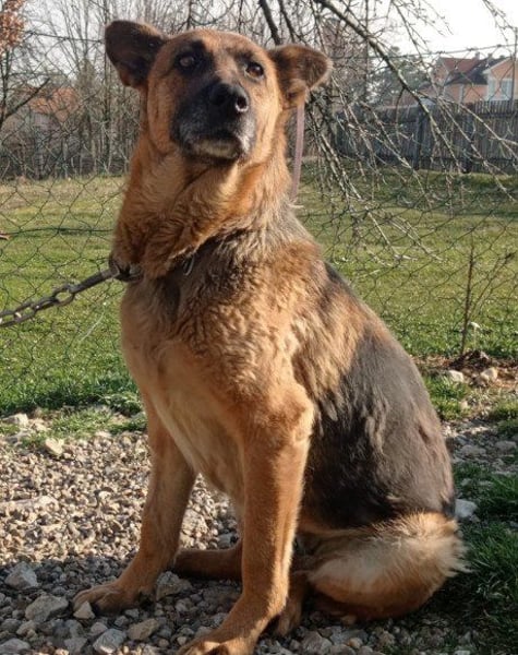 Schäfi-Mix-Lady ♥Vučica♥ sucht Liebe