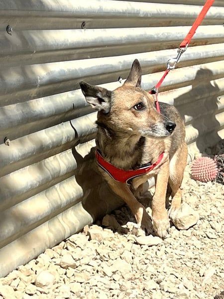 6 Jahre Warten – Leon sehnt sich nach einem warmen Zuhause!