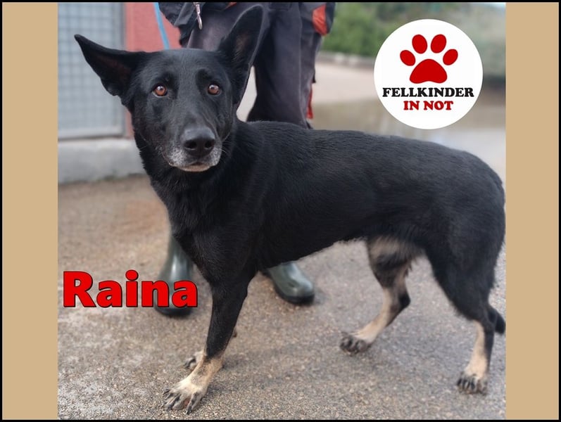 freundliche Schäferhund Mischlings-Hündin Raina sucht ihr Glück