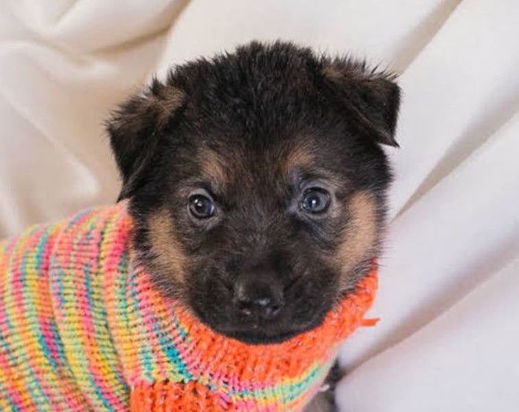 Bueno ❤️ zuckersüßer, junger Schäfi-Mix