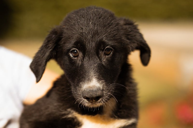 Schäfi-Mix-Welpin ♥Eliana♥ sucht Liebe
