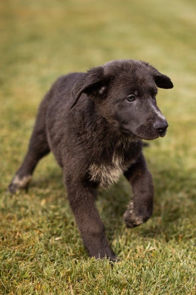 Schäfi-Mix-Bub ♥ Jasper ♥ aktiv, lustig, lieb