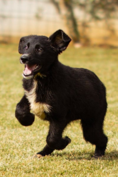 Süße Welpin ♥Sienna♥ Schäfi-Mix-Schnute