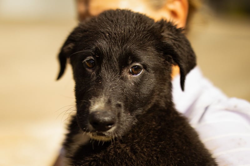 Taya ❤️ frohes, neugieriges Welpenmädl