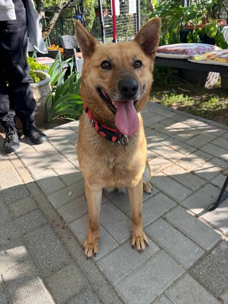 Fanny, 2 Jahre, 50cm sucht tierliebe Menschen