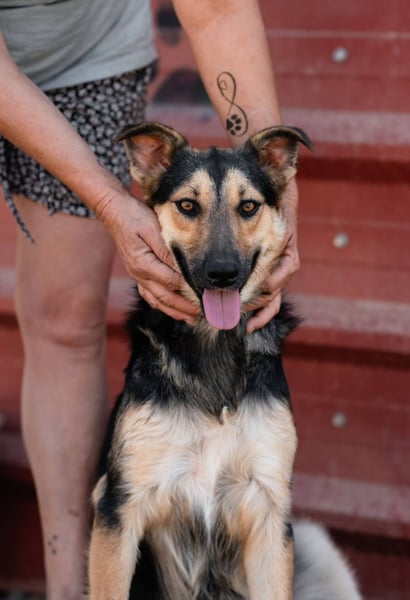 Junger SchäferhundMix KEET sucht sein Zuhause