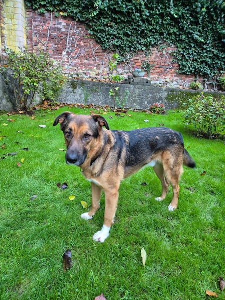 Treuer Bo aus 52428 Jülich sucht sein Für-Immer-Zuhause