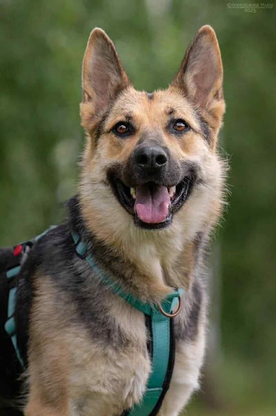 Zarte Mira sucht liebevolles Zuhause