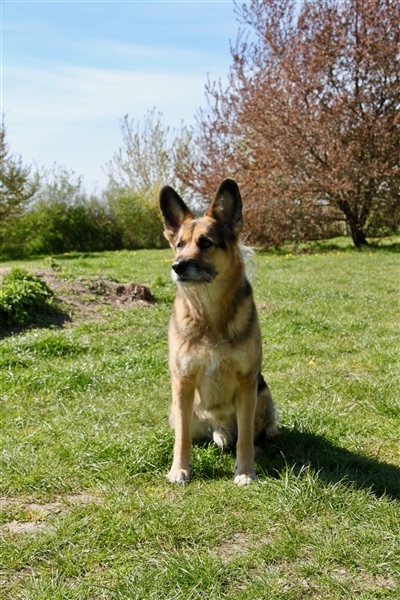 Murphy - Liebevoller und loyaler Weggefährte