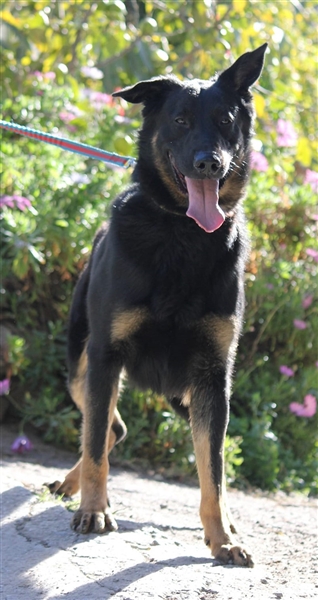 Liebenswerter Bruno sucht Dich zum Kuscheln
