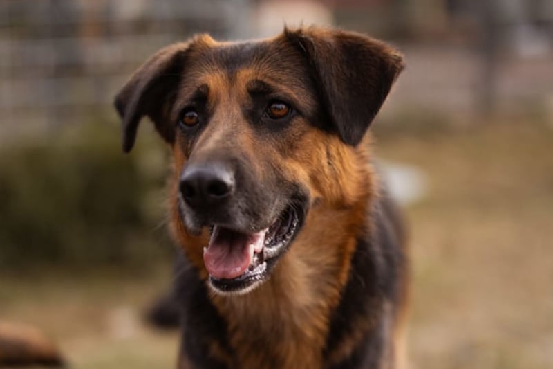 Avis ❤️ wundervolle, so sanfte Hündin