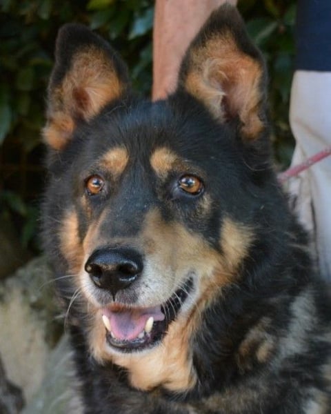 Carryllo - Der Hund eines Schäfers....