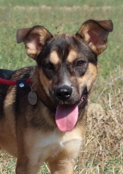 Aki - Verloren, gerettet, verlassen...