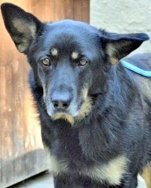 Athena - bittet um eine Chance