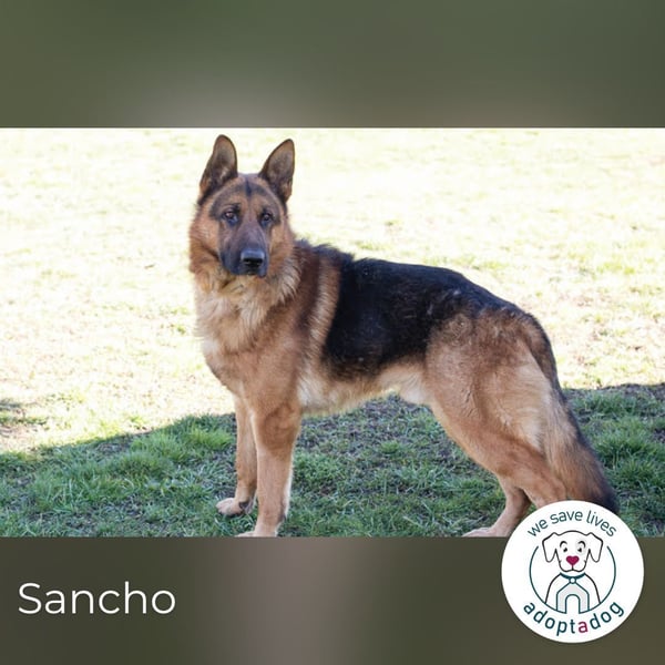Sancho: Sucht ein erfahrenes Zuhause