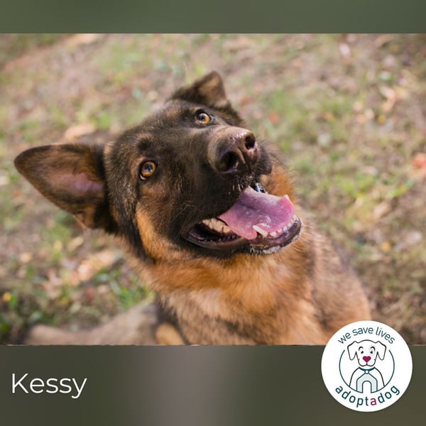 Kessy: Hübsche Schäferhündin sucht ein Zuhause