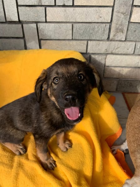Zara – kleine Entdeckerin sucht ihr Zuhause