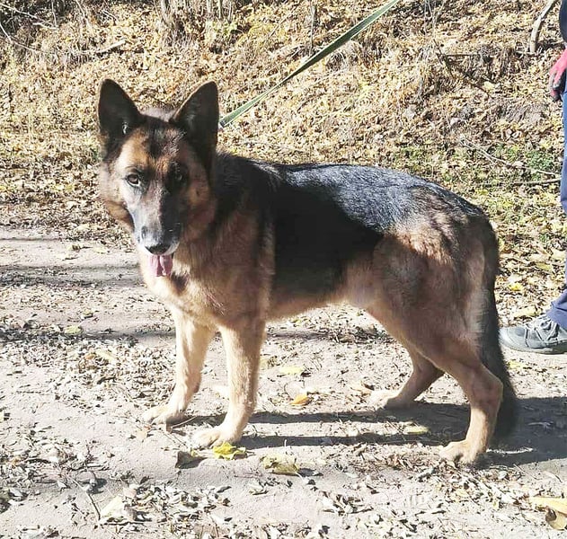 Rexi, 4 Jahre, 60cm sucht seine Menschen