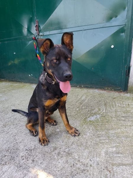 MONTY - der temperamentvolle und engagierte Rüde träumt von einer aktiven Familie!