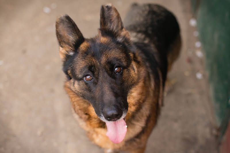 GIBSY - die nette und aktive Hündin schätzt Menschen sehr und ist motiviert zu lernen