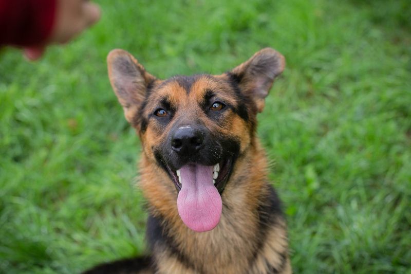 JÖRDI - die neugierige, muntere und aktive Hündin träumt von einem tollen Zuhause