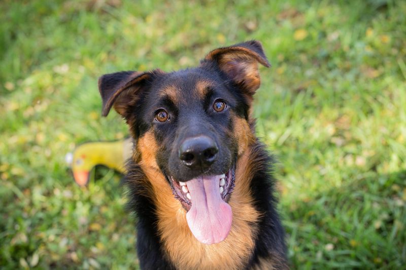 JOHN-BOY - der hübsche Junge möchte mit seinen Menschen die Welt entdecken!