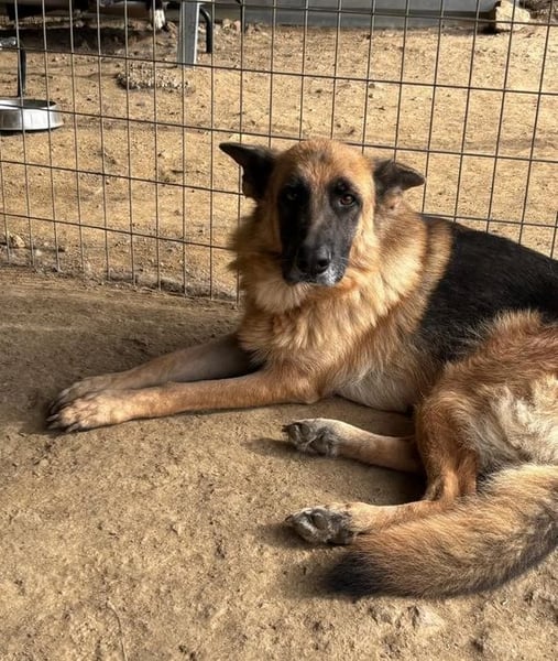 Rexy – eine treue Schäferhündin