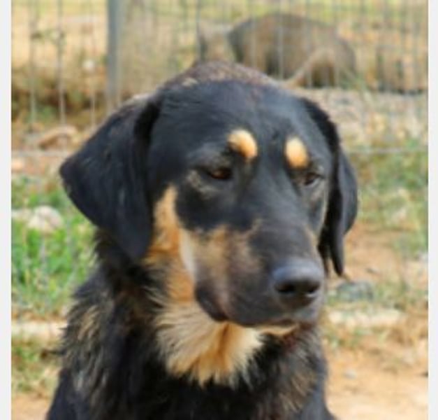 Romi  55 cm geb. 01/2024 ist eine total verschmuste Familienhündin